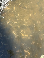 Acanthogobius flavimanus