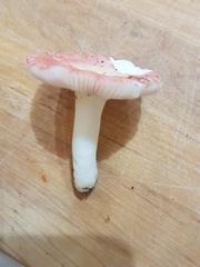 Russula emetica
