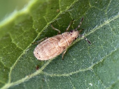 Coreoidea