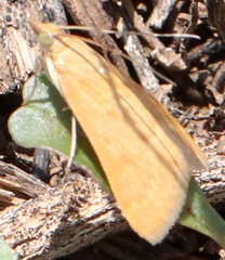 Achyra rantalis