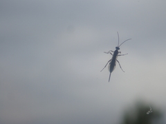 Campopleginae