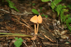 Entoloma quadratum