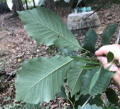Quercus michauxii