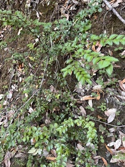 Vaccinium ovatum