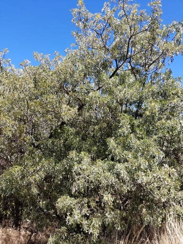 Mamani (Sophora chrysophylla)