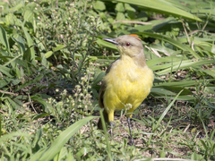 Machetornis rixosa
