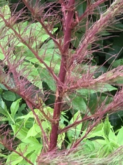 Eupatorium compositifolium