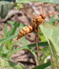 Polistes apachus