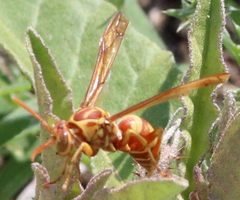 Polistes apachus