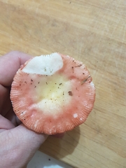 Russula emetica