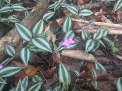 Tradescantia zebrina