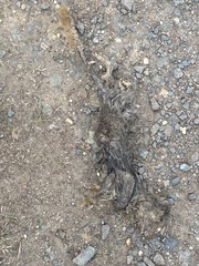 Oryctolagus cuniculus