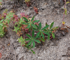 Lupinus