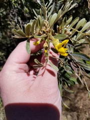 Sophora chrysophylla