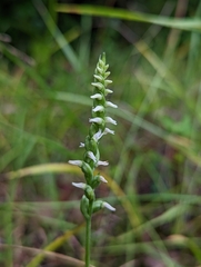 Spiranthes ovalis erostellata