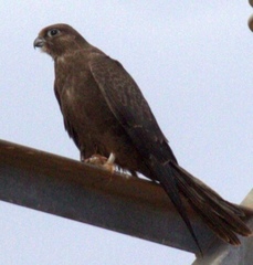 Falco subniger