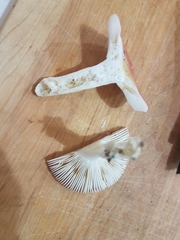 Russula emetica