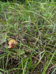 Spiranthes ovalis erostellata