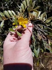 Sophora chrysophylla