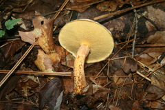 Suillus spraguei