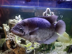 Osphronemus goramy