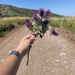 Eryngium leavenworthii