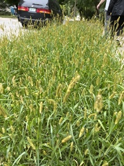Setaria pumila