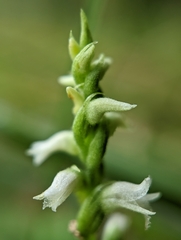 Spiranthes ovalis erostellata