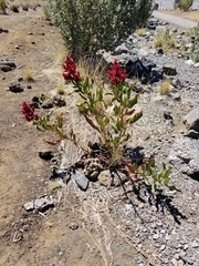Rumex giganteus