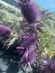 Eryngium leavenworthii