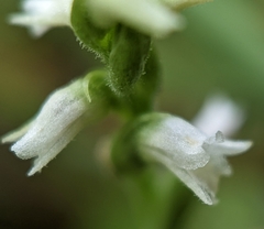 Spiranthes ovalis erostellata