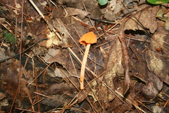 Entoloma quadratum