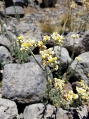 Pseudognaphalium sandwicensium