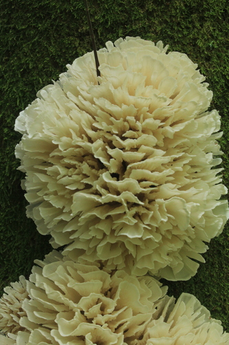 poretooth rosette
