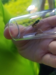 Agapostemon