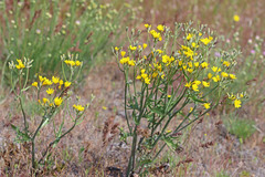 Crepis intermedia