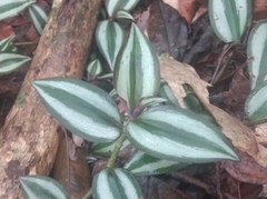 Tradescantia zebrina