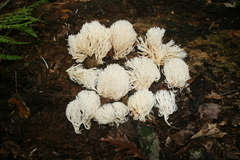 Ramariopsis kunzei