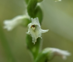 Spiranthes ovalis erostellata