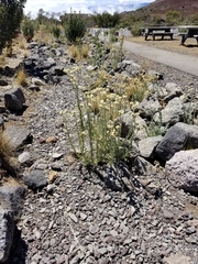 Pseudognaphalium sandwicensium