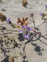 Monardella sinuata nigrescens