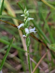 Spiranthes ovalis erostellata