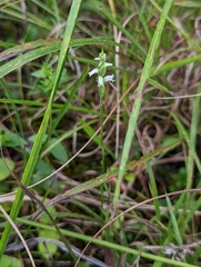 Spiranthes ovalis erostellata