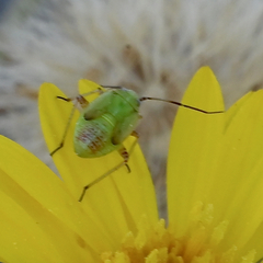 Miridae