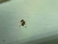 Monomorium pharaonis