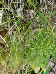 Psilotum nudum