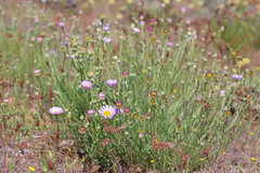 Erigeron filifolius