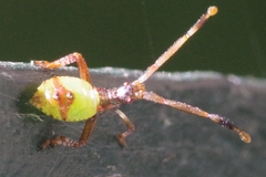 Gonocerus acuteangulatus