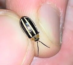 Disonycha glabrata