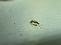 Monomorium pharaonis